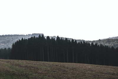 风景摄影的松树山
